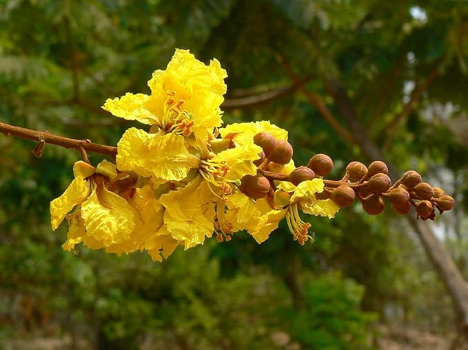 Heirloom Non-GMO Peltophorum Flower Seeds | Yellow Flame Tree Seeds for Garden Landscaping