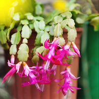 Purple Schlumbergera Flower Seeds for Planting - 100 Pcs pcs