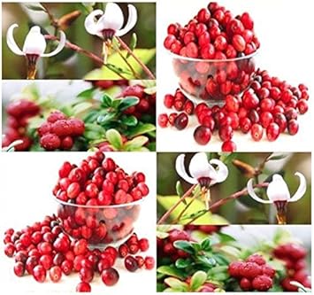 100 Pcs