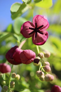 Akebia Flower Seeds for Planting, Heirloom, Non-GMO, 100 pcs