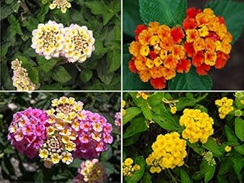 Mixed Lantana Camara Flower Seeds â€“ Organic, Heirloom, Non-GMO Seeds for Planting