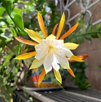 Heirloom Non-GMO Epiphyllum Flower Seeds for Planting – Exotic Night-Blooming Cactus Seeds - Non-GMO for planting in home garden