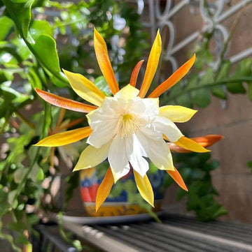 Heirloom Non-GMO Epiphyllum Flower Seeds for Planting – Exotic Night-Blooming Cactus Seeds - Non-GMO for planting in home garden