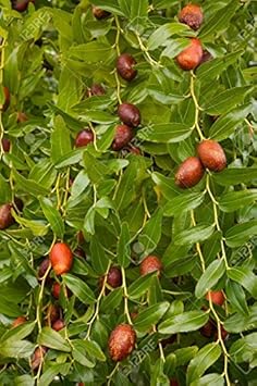 Green Ziziphus Plant Seeds for Exotic Garden Landscaping ? Fresh Herb for Your Garden