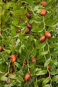 Green Ziziphus Plant Seeds for Exotic Garden Landscaping ? Fresh Herb for Your Garden