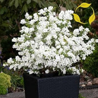 White Racemosa Flower Seeds for Planting - 100 pcs