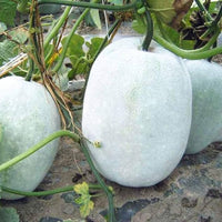 Ash Gourd Seeds for Home Garden, 100 Pcs pcs