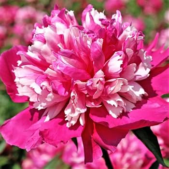 Blooming peony plants displayed on a balcony and patio garden

