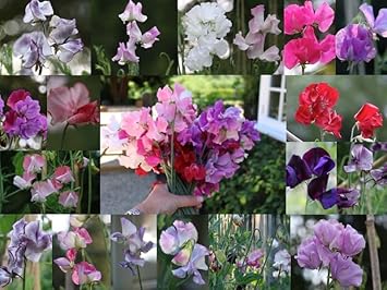 Pea Flower Seeds Heirloom Non GMO Planting - 100 pcs
