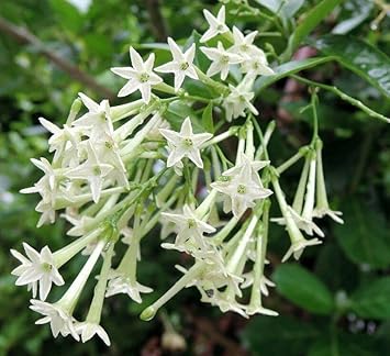 Heirloom Non-GMO Nocturnum Flower Seeds for Planting – Fragrant Night-Blooming Flowers for Home Gardens