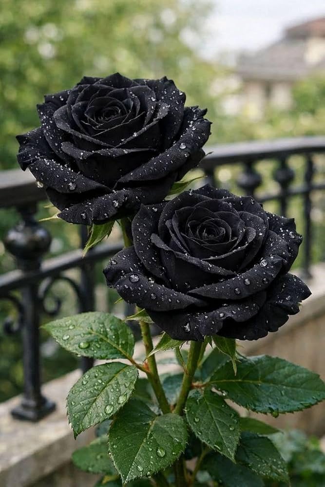 Dark-colored rose flowers blooming in a sunny garden.