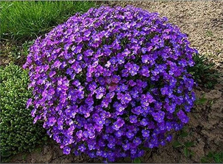 Purple Aubrieta Rock Cascade Flower Seeds-Heirloom & Non-GMO Seeds for planting