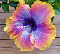 Mix Hibiscus Luna Flower Seeds for Planting – Heirloom, Non-GMO Garden Seeds - Hibiscus for planting in home garden