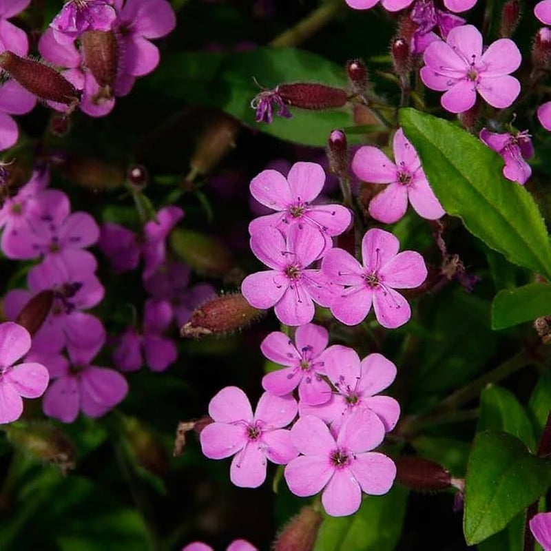 Heirloom Saponaria Ocymoides Flower Seeds for Garden Planting, Non-GMO, Pink Blooms for Ground Cover