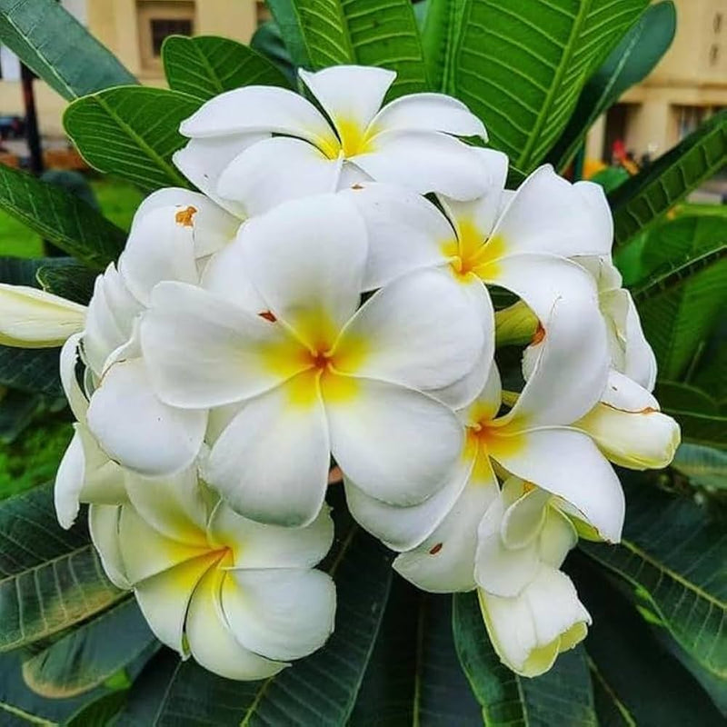 Champa Flower Seeds Heirloom Non GMO Planting - 100 pcs
