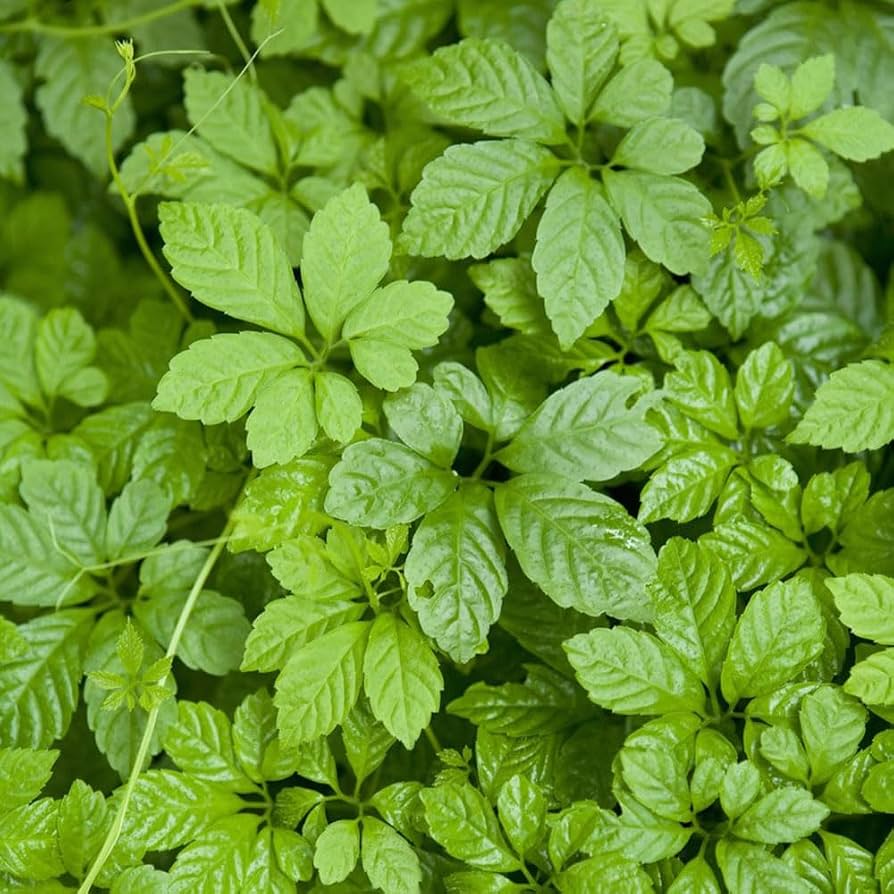 Jiaogulan Herb Seeds â€“ Heirloom, Non-GMO, Longevity Plant Seeds for Medicinal Garden Planting