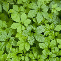 Jiaogulan Herb Seeds â€“ Heirloom, Non-GMO, Longevity Plant Seeds for Medicinal Garden Planting