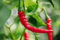 Pepper Plant Seeds for Planting, 100 Pcs pcs