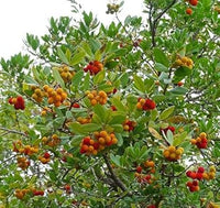Heirloom Mixed Arbutus unedo Strawberry Fruit Seeds for Planting - Ideal for Home Garden