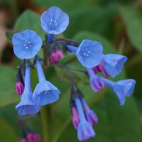 Mertensia Flower Seeds for Planting - NON GMO Seeds
