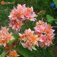 Fresh Blooming Flower Seeds for Planting - 100 pcs