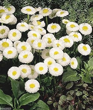 White Bellis Flower Seeds for Planting, 100 pcs