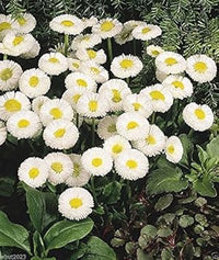 White Bellis Flower Seeds for Planting, 100 pcs