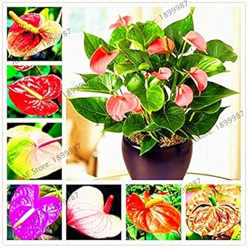 Heirloom Purple Anthurium Flower Seeds – Non‑GMO Ornamental Seeds