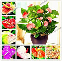 Heirloom Purple Anthurium Flower Seeds – Non‑GMO Ornamental Seeds