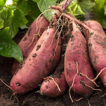 Orange Yellow Sweet Potato Seeds for Planting