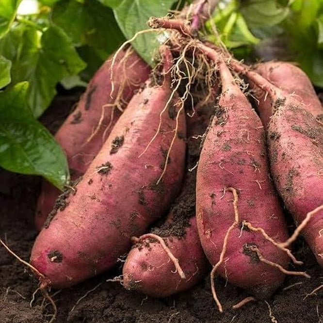 Orange Yellow Sweet Potato Seeds for Planting