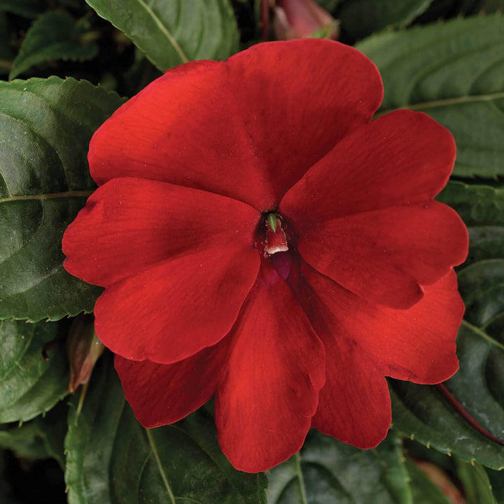 Florific Flower Seeds for Planting, 100 pcs