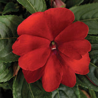 Florific Flower Seeds for Planting, 100 pcs