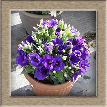 Perennial (Perennial scientific name) for planting in garden