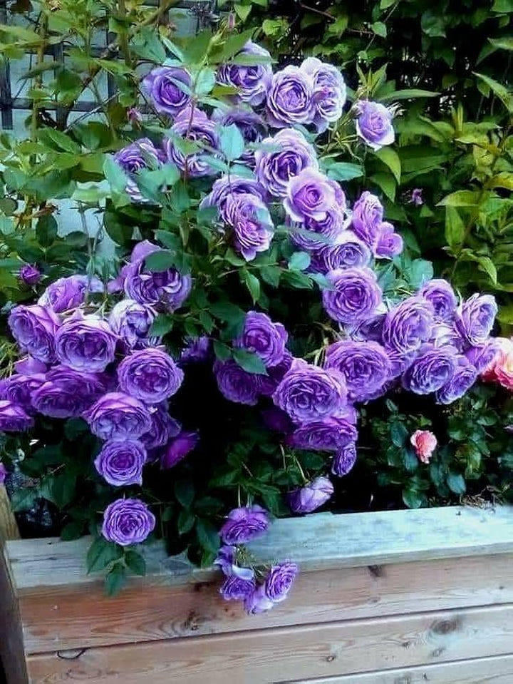 Climbing Rose Flower Seeds for Planting Dark Purple Non-GMO Heirloom Garden Seeds for Growing