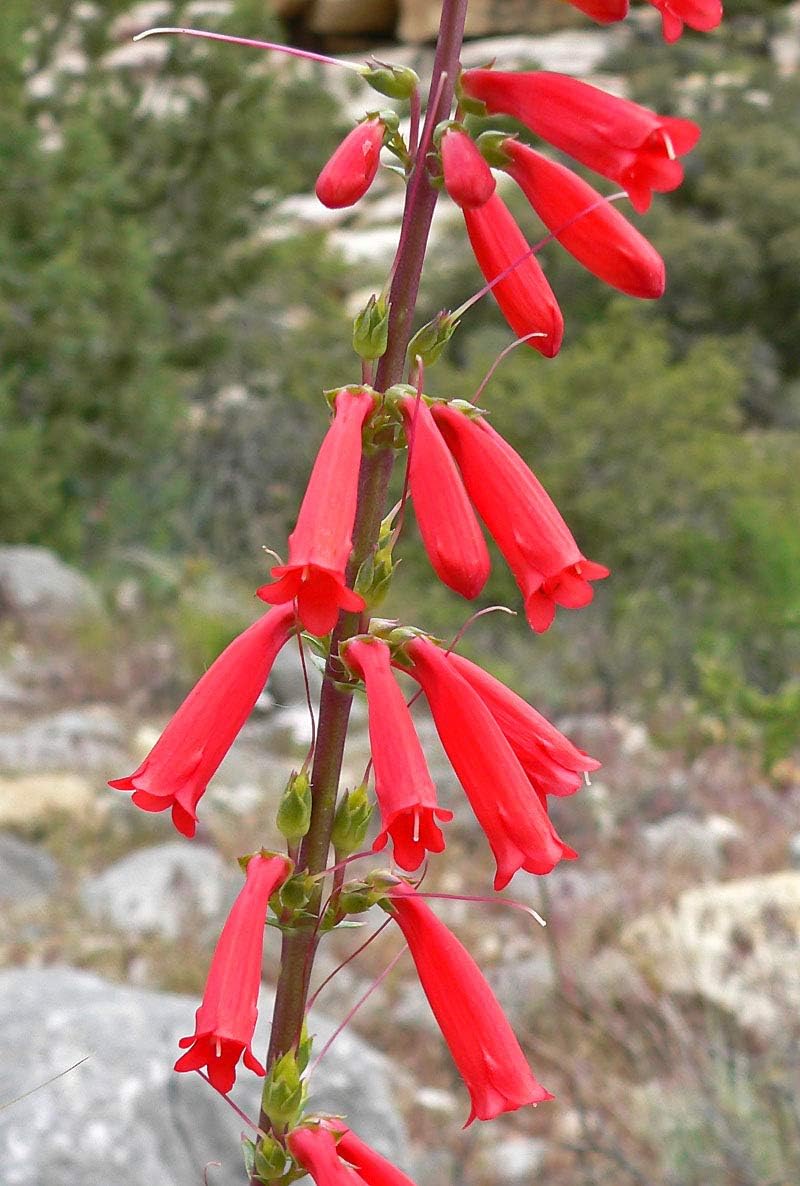 Heirloom Non-GMO Penstemon Eatonii Flower Seeds for Planting – for Drought-Tolerant Gardens - Non-GMO for planting in home garden