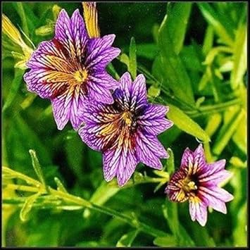 Purple Salpiglossis Flower Seeds for Planting - 100 pcs seeds for planting in home garden