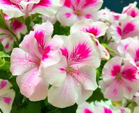 Heirloom Non-GMO Geranium Pelargonium Flower Seeds for Planting – Vibrant Garden Blooms