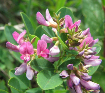 Heirloom Lespedeza Bicolor Flower Seeds for Planting, Non-GMO - Lespedeza for planting in home garden