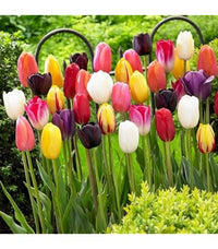 Tulip Bulbs for Planting – Indoor Perennial Tulip Mix for Colorful Garden Displays