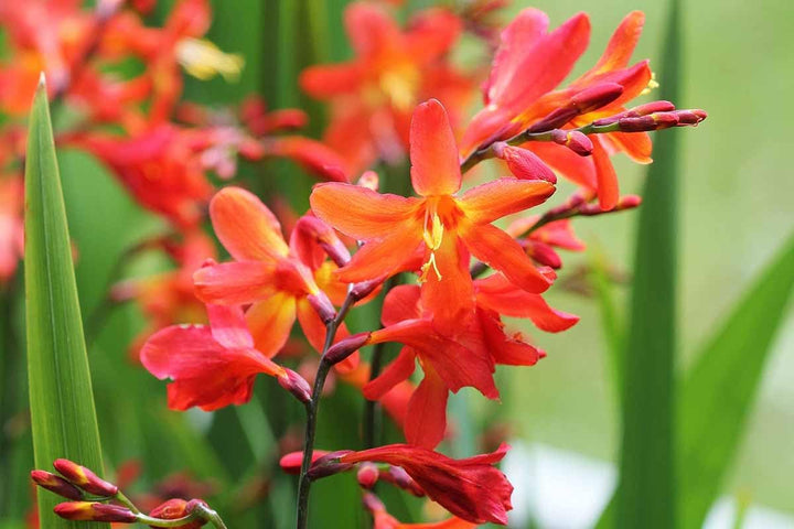 Crocosmia Lucifer Flower Seeds for Planting 100 pcs -Hierloom Flower Seeds