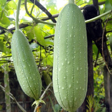 Luffa Vegetable Seeds for Planting - 100 Pcs pcs
