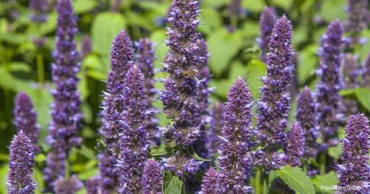 Giant Anise Hyssop Flower Seeds – Heirloom, Non-GMO Herb Seeds for Pollinator-Friendly Planting