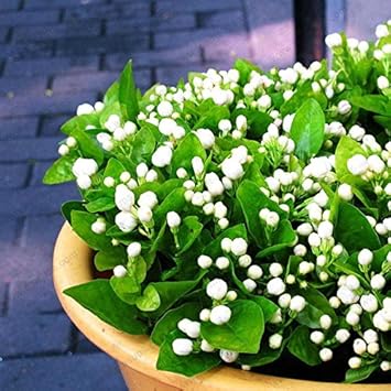 Heirloom Non-GMO Orange Pink Mirabilis Flower Seeds for Garden Planting ƒ?? Fragrant Evening Blooms