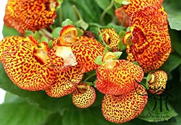Yellow Calceolaria Crenatiflora Plant Seeds for Planting - NON GMO Seeds for planting in home garden