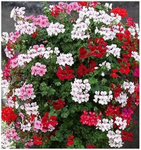 Multi-Color Geranium Flower seeds for Planting - Heirloom & Non-GMO Seeds for Home Garden