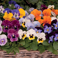 Heirloom Non-GMO Mixed Viola Sorbet Flower Seeds for Planting ƒ?? Colorful Blooming Flower Seeds for planting in your garden.