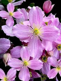 Heirloom Non-GMO Clematis Montana Flower Seeds for Planting – Fragrant Climbing Garden Blooms