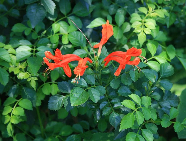 Heirloom Orange Cape Honeysuckle Flower Seeds, Non-GMO Vibrant Blooms for Planting