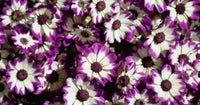 White (White scientific name) for planting in garden